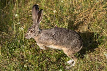 Rabbit wild Jackrabbit Bunny or Hare running and jumping.