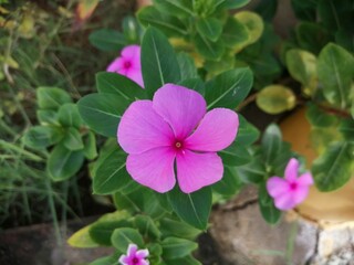 closeup capture of nithya kalyani indian flower