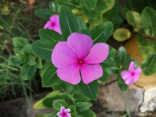 closeup capture of nithya kalyani indian flower