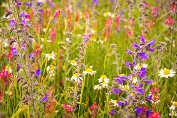 White wild flowers in sunlight in summer