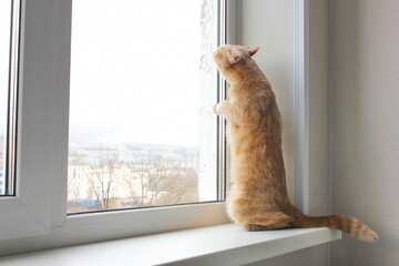 Red cat stands on its hind legs on the windowsill and looks out of the window.