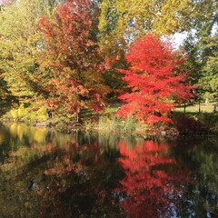 Autumn colors in the park reflected on the lake