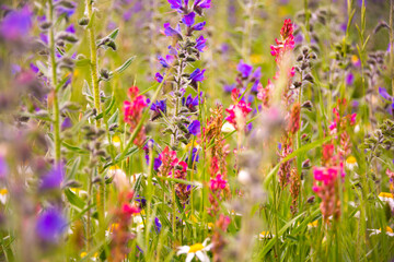 White wild flowers in sunlight in summer