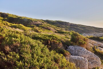 Fototapeta na wymiar Vegetazione mediterranea isole Tremiti