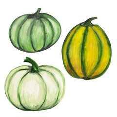 Set of three pumpkins, gourd, squash. Fruit with an orange, yellow, green, white, gray thick rind. Autumn harvest.  Thanksgiving Day, Halloween decorations. Hand drawn illustration.
