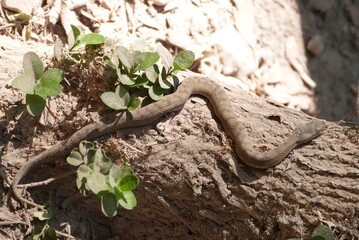 Naklejka premium Gorges du Verdon