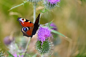Beautiful red butterfly on a pink flowering thistle. Aglais io, peacock butterfly in macro closeup.