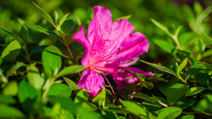 Fototapeta premium pink flower in the garden