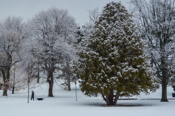 Snow covered trees with person walking dog