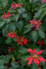 Bella flor de poinsettia (Euphorbia Pulcherrima) de color rojo