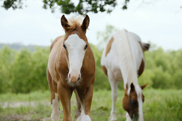 Bald face colt horse close up in farm field with paint mare grazing in background during summer.