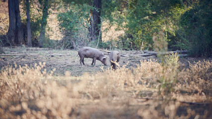 Photograph of two pigs playing in the field
