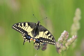 Obraz na płótnie Canvas Old World swallowtail (Papilio machaon) resting on a flower in a green meadow, a butterfly of the family Papilionidae. The butterfly is also known as the common yellow swallowtail