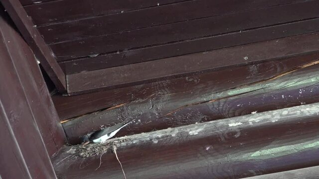 bird swallow flew starts to build nest in wooden brown house. Glues saliva