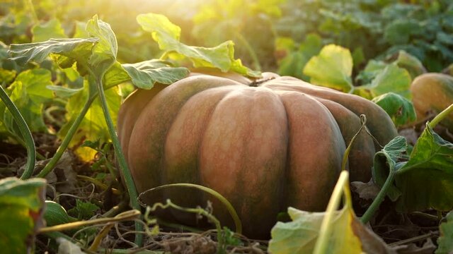 Pumpkins on an agricultural field at sunset