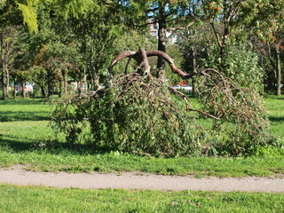 OLYMPUS DIGITAL CAMERA.
A tree growing in the opposite direction.