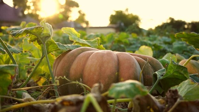 Pumpkins on an agricultural field at sunset