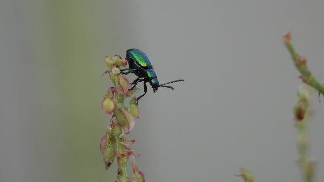 macro close up closeup view docks, sorrels, Rumex with green dock leaf beetle