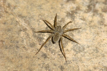 Wolf Spider (Pardosa proxima)