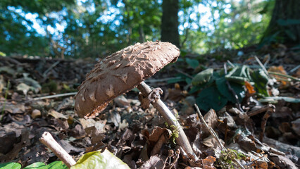 Woodland mushroom / fungus