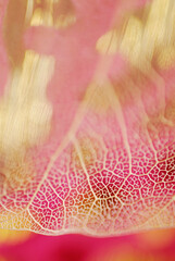 Close-up of a leaf