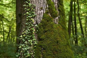 fragment of a tree trunk with moss and bindweed - Powered by Adobe