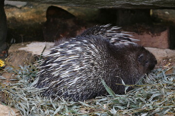 ヤマアラシの体の鋭い棘