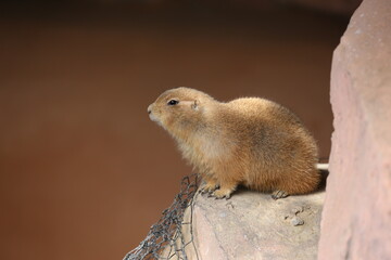 シンプルな背景のプレーリードッグの横顔