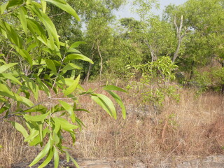 Obraz premium Beautiful Landscape of the Bankura, West Bengal