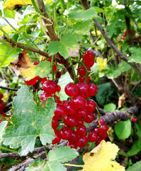 red ripe berries of currant among leaves
