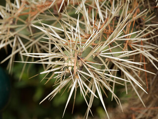 Longues épines blanches sur tiges cylindriques du cactus oponce rose (Opuntia rosea)