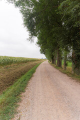 Fototapeta na wymiar Country road near Millingen aan de Rijn, The Netherlands