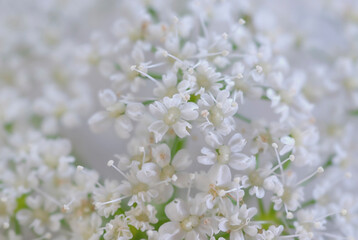 Close-up of flowers