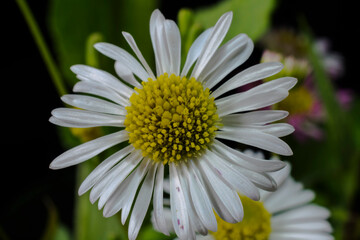 A mature common daisy head.