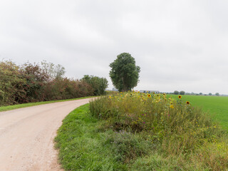 Country road near Millingen aan de Rijn, The Netherlands