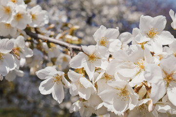 White Sakura