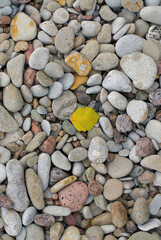 High angle view of a leaf on rocks