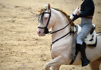 caballo español © alberto