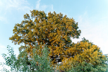 Fototapeta premium Himmel mit Baum