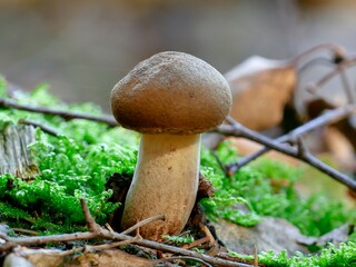 kleiner Pilz wächst aus Moos heraus