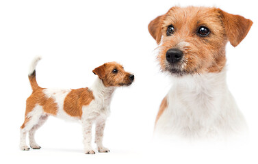 dog stands on a white background