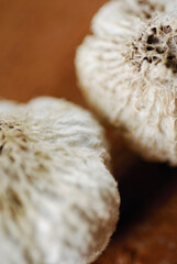 Close-up of two seed pods