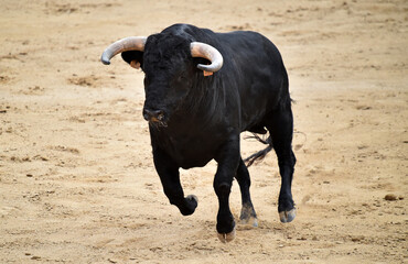 toro bravo español en una plaza de toros