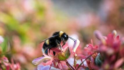 A Bumble Bee collecting pollen from the flower of an Abelia grandiflora
