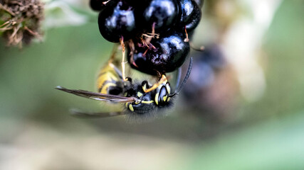 A Common Wasp eating a Wild Blackberry