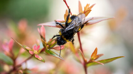 A rain-soaked Bumble Bee clinging to the flower of an Abelia grandiflora