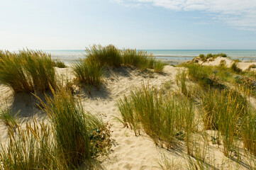 Fototapeta na wymiar Sand dunes, Sainte-Cecile Plage, Pas-de-Calais, France