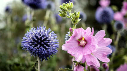 Musk Mallow and Globe Thistle growing side by side
