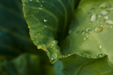 Raindrops on green cabbage leaves close up.