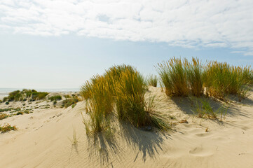 Sand dunes, Sainte-Cecile Plage, Pas-de-Calais, France